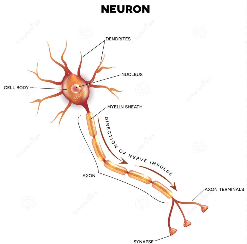 labeled-diagram-neuron-nerve-cell-main-part-nervous-system-61746125