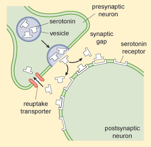 synapse serotonin
