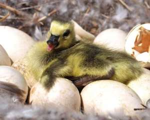 Canada-goose-egg
