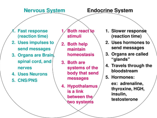endo and NS