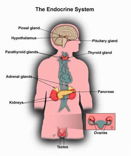 Endocrine system