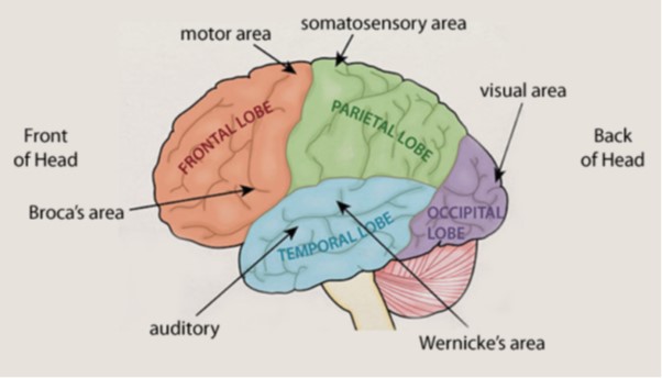 Labelled Brain