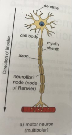 Motor Neuron