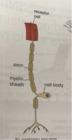 Sensory Neuron