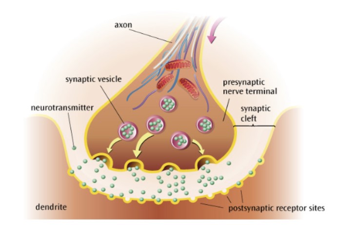 Synapse