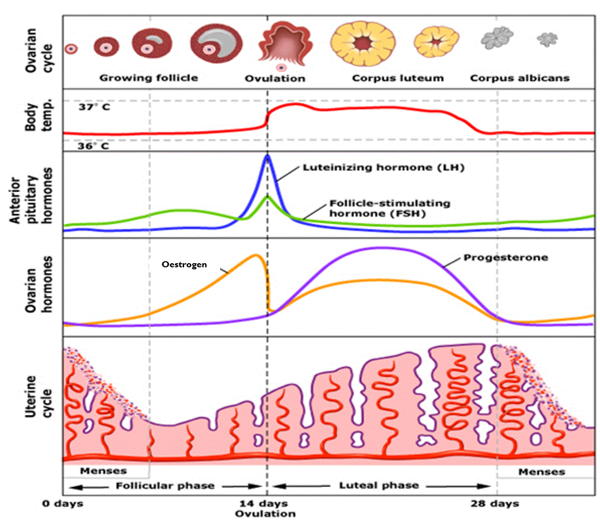 Menstrual Cycle Graph