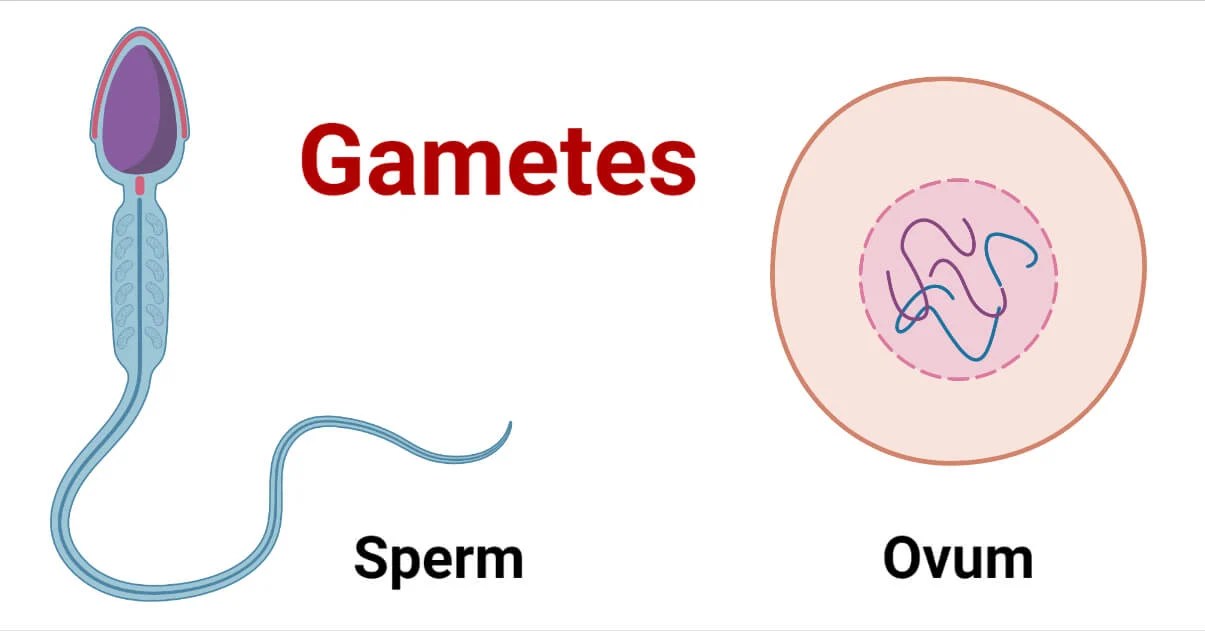 Evolutionary Explanations – CGS Psychology Blog: Mrs Harris